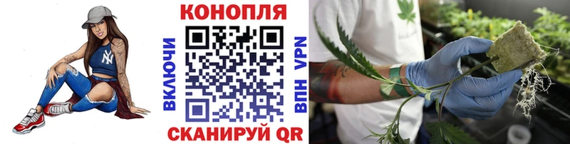 Марихуана индика  блэк спрут маркетплейс  Щигры 